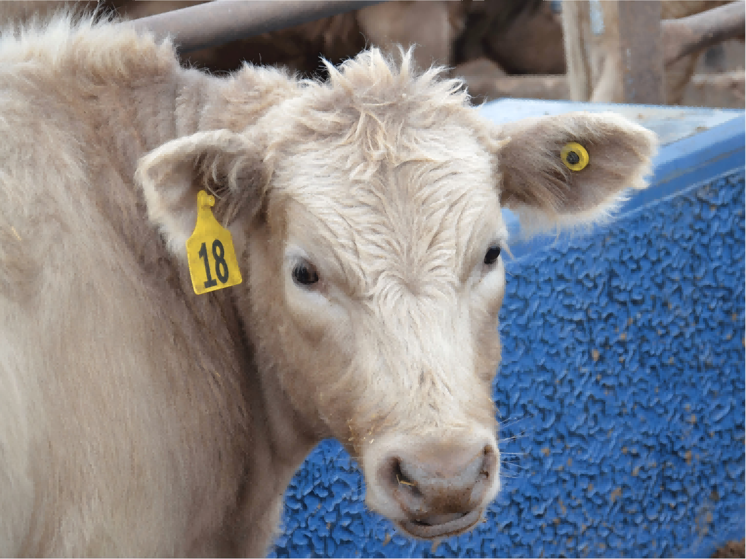 How Much Do RFID Animal Tags Cost? How Much Do RFID Animal Tags Cost?